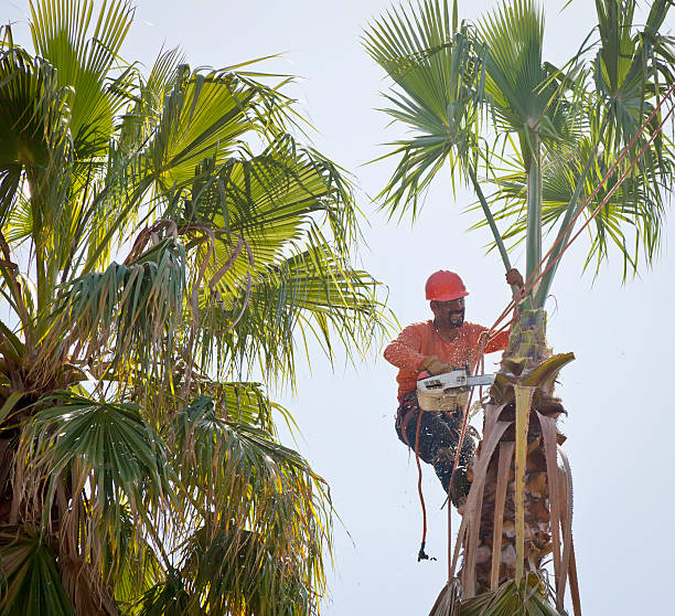 Best Tree Maintenance Programs  in Mill Hall, PA